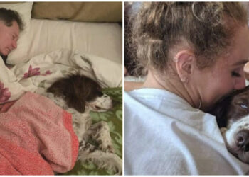 Familie slaapt om beurten op de bank om oude hond niet alleen te laten