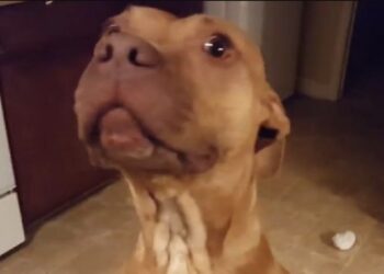 Deze ondeugende hond kan haar schuldgevoel niet verbergen voor haar baasje