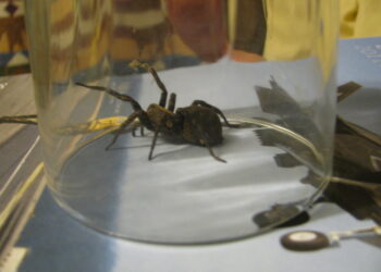 Dit is de reden waarom zoveel mensen bang zijn voor spinnen (En jij waarschijnlijk ook)