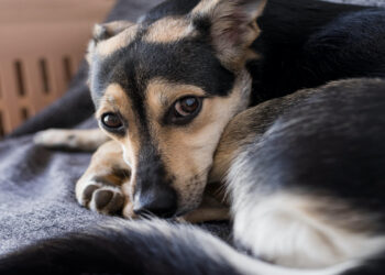 Zo voelt de hond zich minder eenzaam als hij alleen thuis is