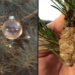 LET OP: Deze rare ‘klomp’ in je kerstboom is geen dennenappel. De waarheid geeft je kippenvel!
