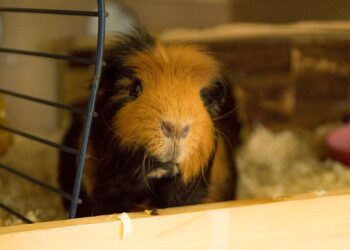 Iris (34): ”Kreeg een betaalverzoek van 150 euro omdat ze een week op m’n cavia had gepast.”