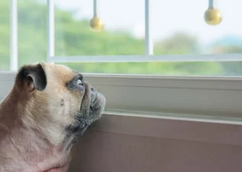 Hondenbezitters opgelet: zo lang kan je een hond alleen laten (het is korter dan je denkt)!