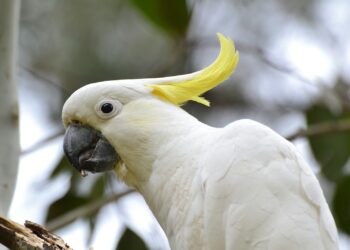 Dit is wat je moet weten over de papegaaienziekte
