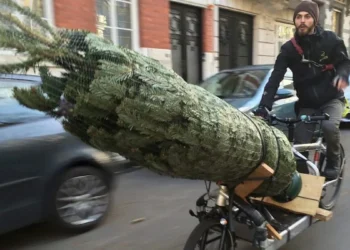 Niet schrikken: zoveel beestjes schuilen er in je kerstboom