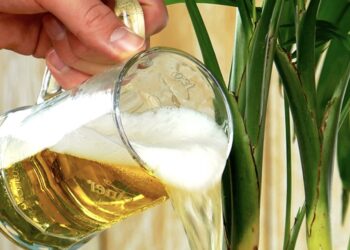 9 Handige tips die elke plantenliefhebber moet weten