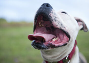 Heeft jouw hond een slechte adem? Doe doe je er tegen!