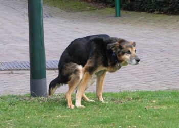 Perst je hond of kat tijdens plassen of poepen? Kom meteen in actie!