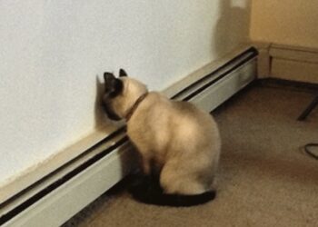 Als je je hond of kat dit ziet doen, ga dan direct naar de dierenarts!