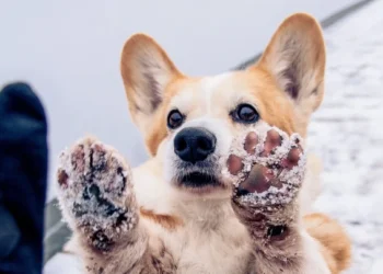 Alles over strooizout: Zo houd je jouw viervoeters veilig en gezond