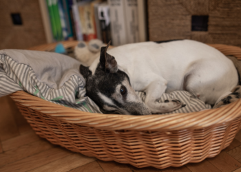 Waarom Marjan (53) zweert bij een aparte slaapplek voor haar hond