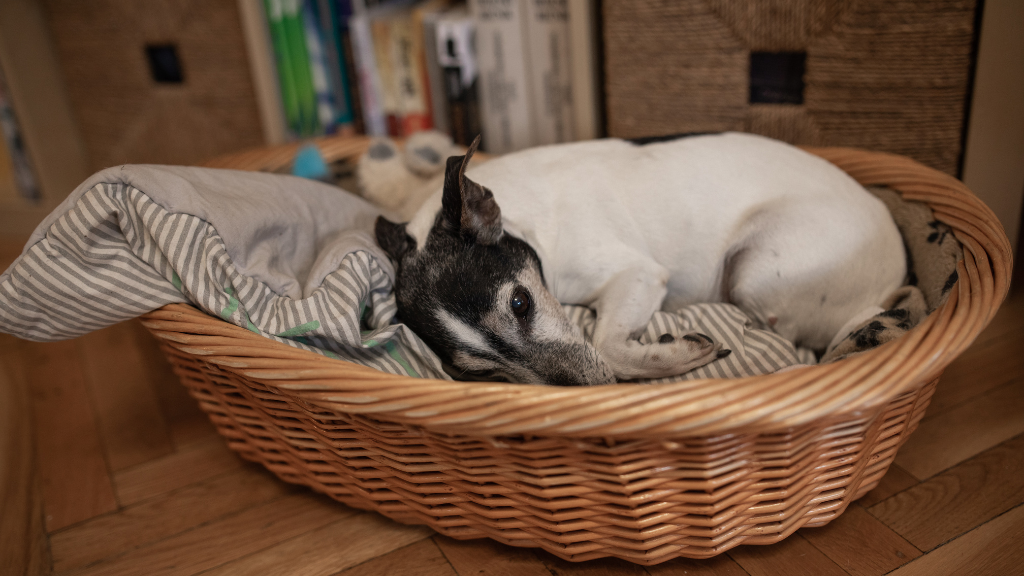 Waarom Marjan (53) zweert bij een aparte slaapplek voor haar hond