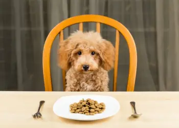 Déze soorten groenten en fruit moet je echt nooit aan je hond geven! (kan levensgevaarlijk zijn)