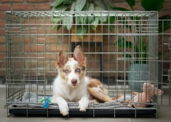 Slaapt jouw hond in de woonkamer? Zo warm moet het ’s nachts dan zijn…
