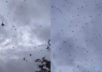 Bang voor spinnen? Dan wil je dit filmpje waarschijnlijk liever overslaan (video)