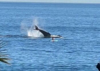 Peddelaar heeft onvergetelijke ervaring met walvis en haar kalf (video)