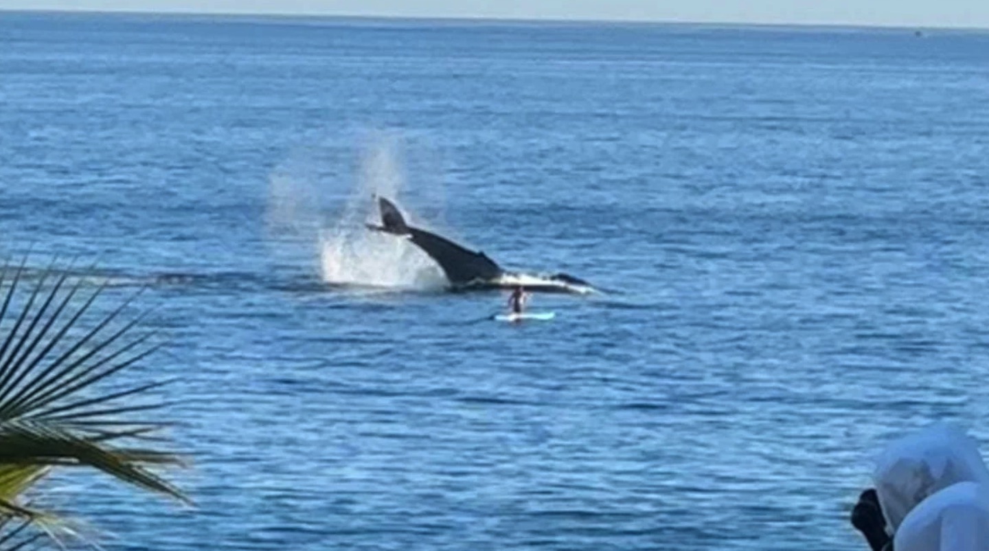 Peddelaar heeft onvergetelijke ervaring met walvis en haar kalf (video)