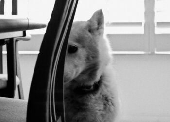 Studie: Honden herkennen onbeleefd of asociaal gedrag bij mensen