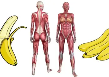 Dit gebeurt er met je lichaam wanneer je twee maanden lang 2 bananen per dag eet