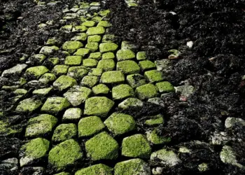 Wist je dat je op deze manier met aardappelwater je groene aanslag kan verwijderen?