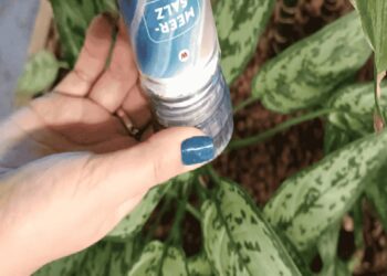 Steeds meer mensen strooien zout op hun kamerplanten. Klinkt gek, maar dit is waarom