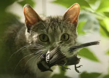 Jaagt jouw kat op vogels? Deze maatregelen kun je nemen!
