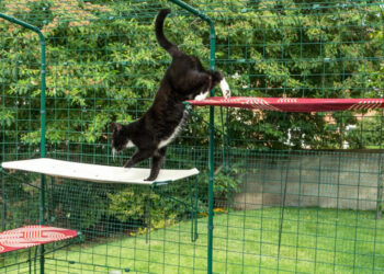 Lidia (47): “Katten moeten binnen blijven. Of een kattenren moet verplicht zijn voor buitenkatten!”