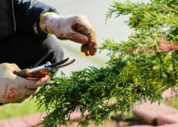 Hovenier waarschuwt: “Wacht nog even met jouw tuin lenteklaar maken”