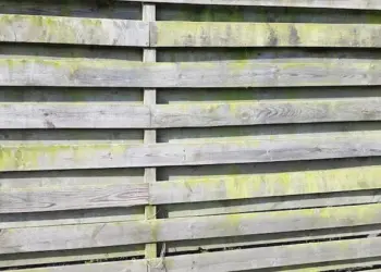 Oma weet raad: groene aanslag op je schutting is zo verdwenen met dit ouderwetse middeltje