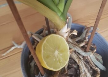Met deze simpele truc houd jij je orchidee gezond (en het werkt echt!)