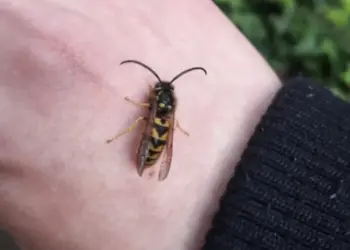 ​Tuinman waarschuwt: Kijk uit voor deze 5 gevaarlijke tuinbeestjes