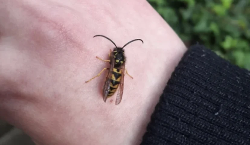 Tuinman waarschuwt: Kijk uit voor deze 5 gevaarlijke tuinbeestjes