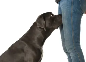 Waarom je hond aan je kruis snuffelt? Dit is de reden