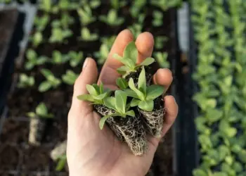 Dit is waarom je koffiedik nóóit als mest voor je planten moet gebruiken