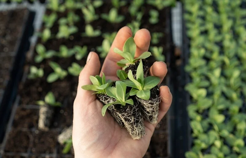 Dit is waarom je koffiedik nóóit als mest voor je planten moet gebruiken