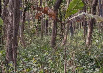 Je hebt een extreem hoog IQ als je de tijger in de afbeelding binnen 12 seconden kan ontdekken