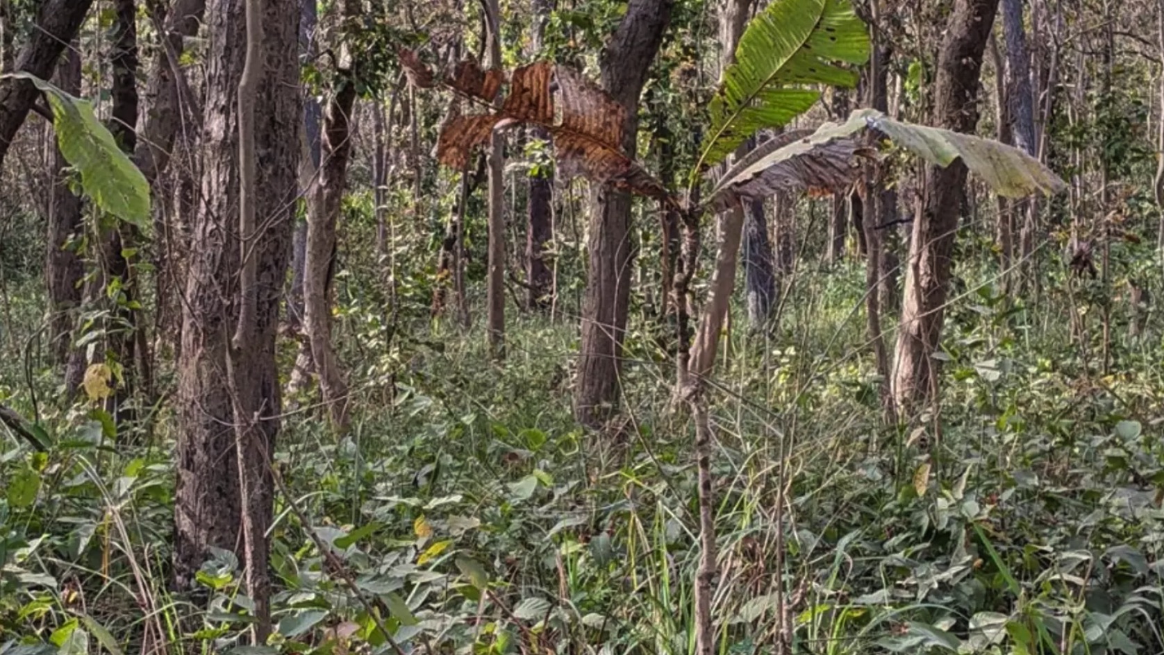 Je hebt een extreem hoog IQ als je de tijger in de afbeelding binnen 12 seconden kan ontdekken