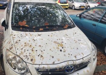 Met deze tip verwijder je vogelpoep snel en krasvrij van je auto!