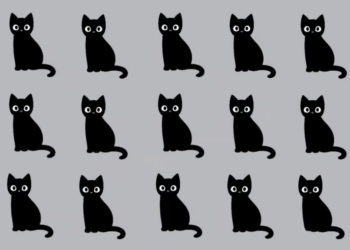 Een lastig raadsel: Spot binnen 15 seconden de afwijkende kat