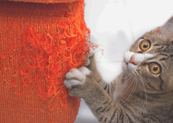 Krabt je kat aan de bank? Met deze simpele truc is het zo voorbij! (Werkt écht)