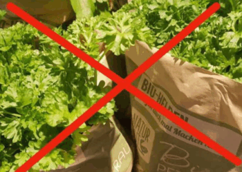 Let op, giftig! Ziet je peterselie er zo uit, eet het dan niet