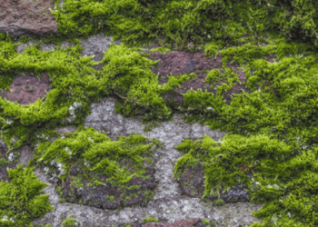 Tuinexpert waarschuwt: verwijder mos NIET in de lente (dit is waarom)