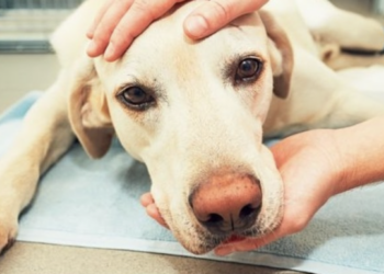 Let op: deze dingen zijn allemaal giftig voor honden in de lente- en zomerperiode.