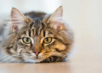 Mandy (52): “Ik heb mijn kat na een week teruggebracht naar het asiel omdat hij te aanhankelijk is”