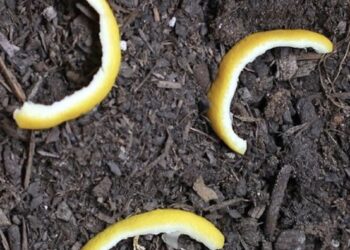 Ze legt citroenschillen in de tuin. De reden is super slim!