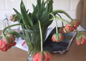 WOW: Nooit meer hangende tulpen met deze handige truc