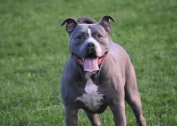 Hondentrainer waarschuwt: “Deze hondenrassen moet je nooit in huis halen”