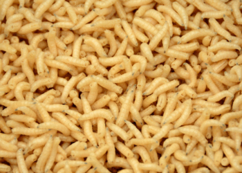 Maden in je container? Met deze simpele truc ben jij er zo vanaf! (Werkt écht)