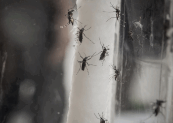 Nooit meer muggen in huis met dit eenvoudige keukentrucje! (Werkt écht)