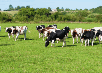 Schokkend: dit is waarom je koemelk beter kunt laten staan volgens voedingsdeskundigen